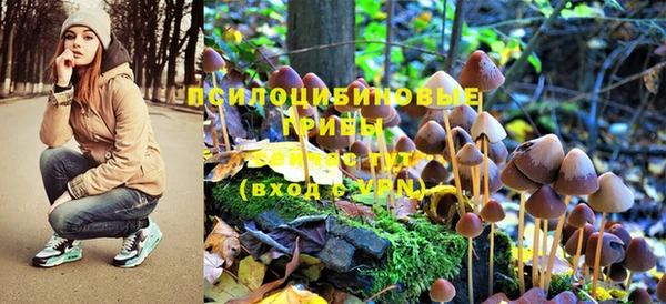 PSILOCYBIN Алзамай